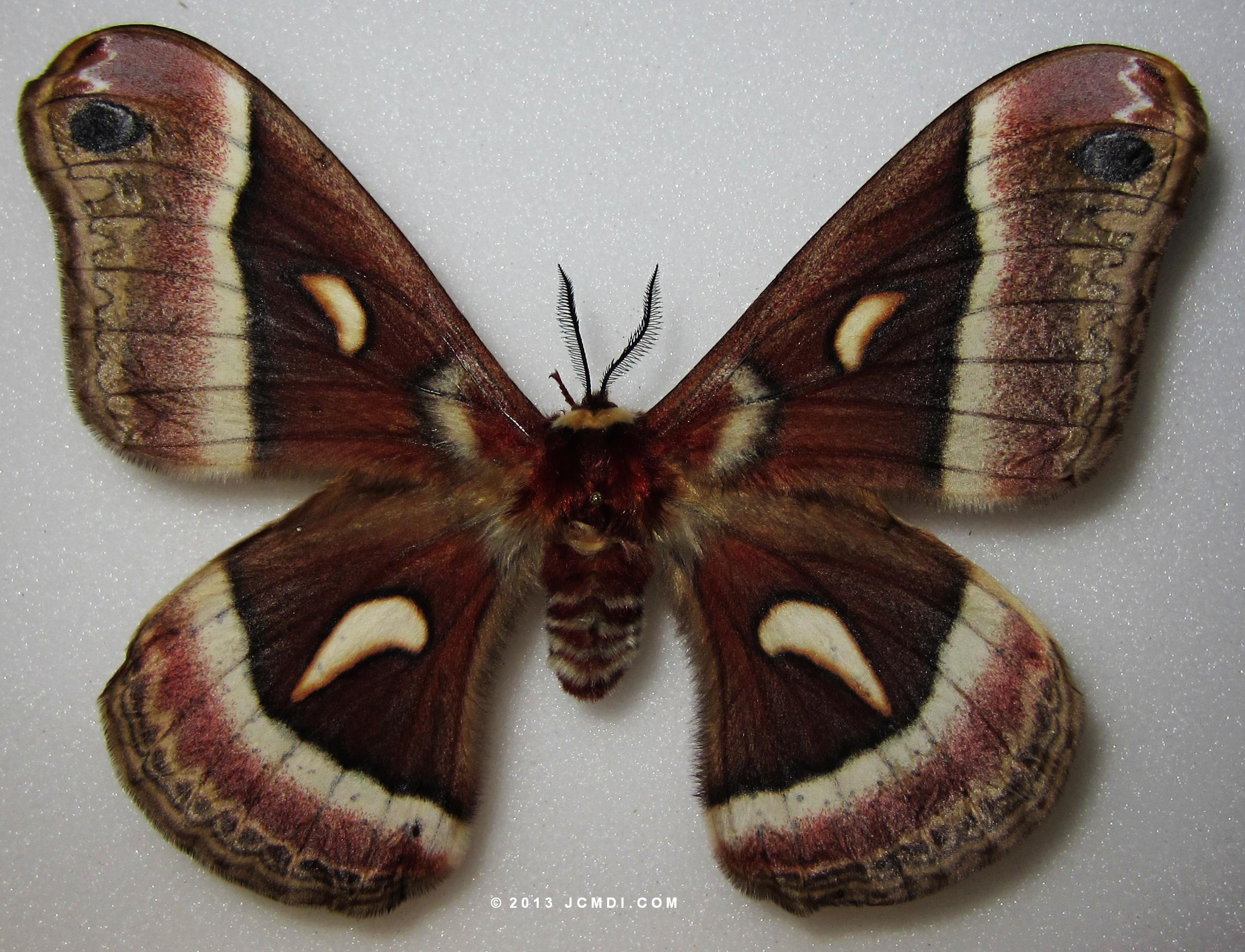 Hyalophora euryalus x gloveri hybrid